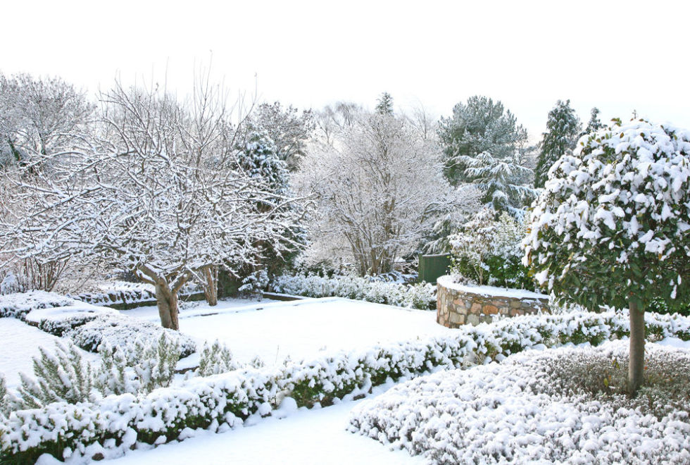 Winter landscape with snow-covered trees and shrubs
