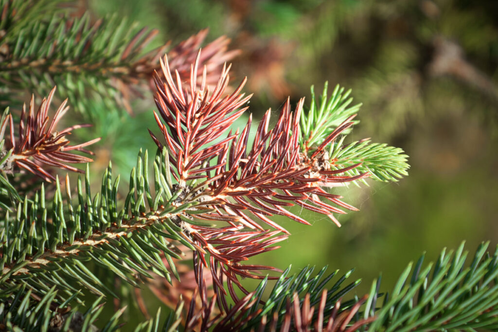Brown needles on the ends of evergreen branches, a sign of winter burn